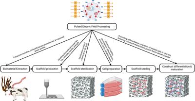 Application of pulsed electric field technology to skin engineering